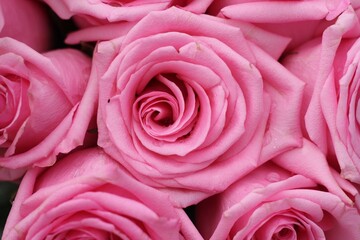 pink roses background
