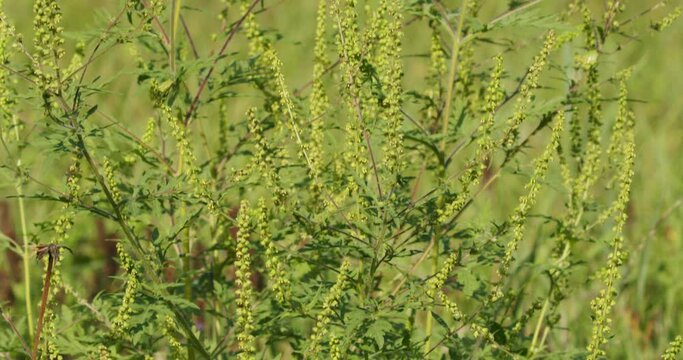 Ambrosia artemisiifolia flowers (common ragweed, annual ragweed) 