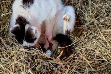 cat gives birth to kittens in the hay