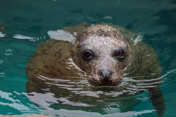 ゴマフアザラシ © かえぴー w