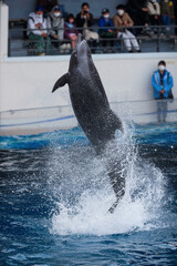 イルカのスピンジャンプ © かえぴー w