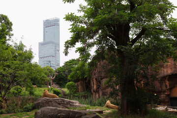 都会の動物園