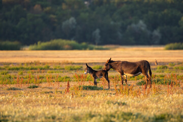Mother donkey licking her young on pasture at sunset. Brown domestic animal taking care of offspring on plains of national park in Hungary. Summer scenery with mammals illuminated by warm light.