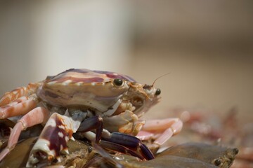 close up of a crab