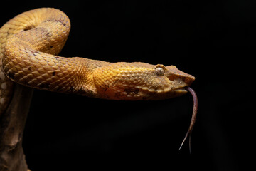 close up of a yellow flat nosed pit viper Craspedocephalus/Trimeresurus puniceus sticking out its tongue