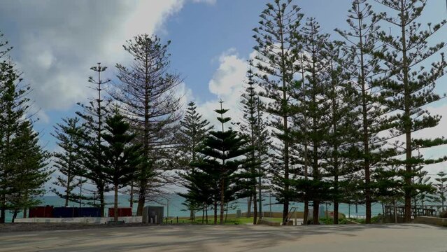 A view of tall trees on the coast of Scarborough beach in Perth, Western Australia