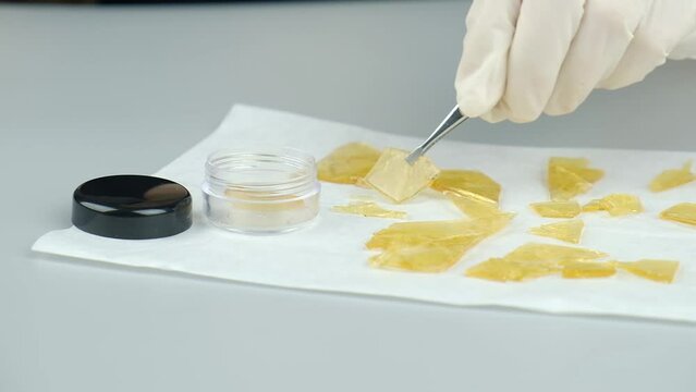 golden cannabis resin concentrate with high thc. High quality FullHD footage