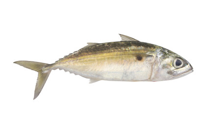 Raw jack mackerel fish isolated on white