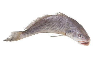 Raw jewfish isolated on white 