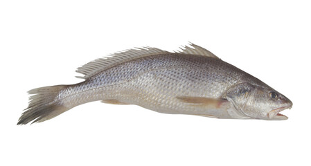 Fresh jewfish isolated on white background