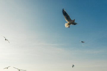 Seagulls flying high in the wind against the blue sky and white clouds, a flock of white birds