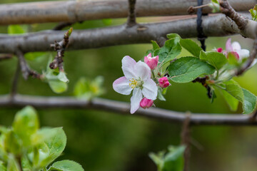 Selective focus on an apple blossom during springtime