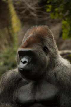 gorill thinking