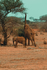 Mother elephant and her baby having lunch in the Savannah - 526513379