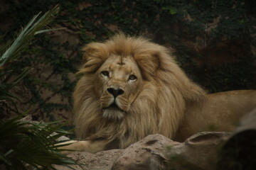portrait of a lion