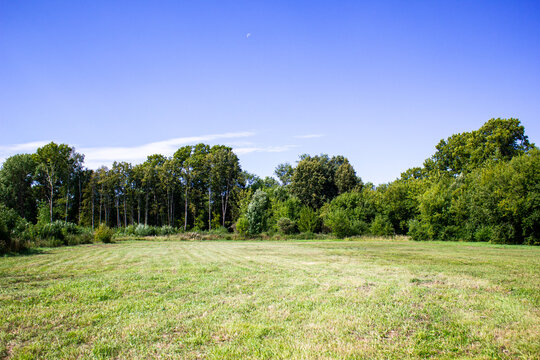 Plot with a lawn in the forest. Plot prepared for sale, building a house in nature.