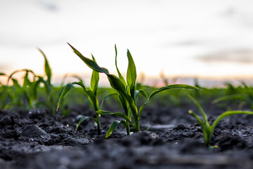 Young corn sprouts on agricultural field close up. Growing corn seedling sprouts on cultivated agricultural farm field under the sunset.