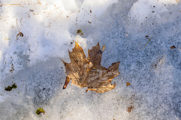 Macro view of old maple leaf on remains of spring dirty snow. Sweden.