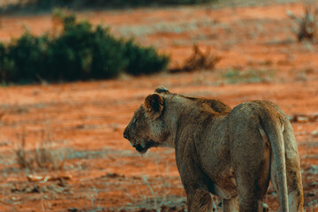 Young lioness hunting at sunset in the middle of the savannah - 526514532