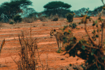Young lioness hunting at sunset in the middle of the savannah - 526514705