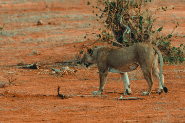 Young lioness hunting at sunset in the middle of the savannah - 526514740