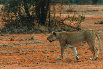 Young lioness hunting at sunset in the middle of the savannah - 526514779