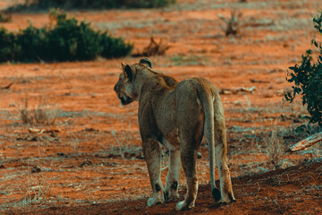 Young lioness hunting at sunset in the middle of the savannah - 526514905