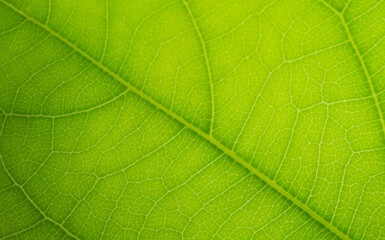 Green Leaves background.Background, beautiful, and can be used in many applications.image blur.