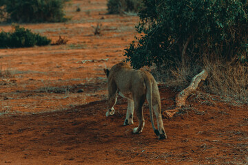 Young lioness hunting at sunset in the middle of the savannah - 526514975