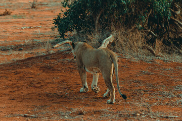 Young lioness hunting at sunset in the middle of the savannah - 526515197