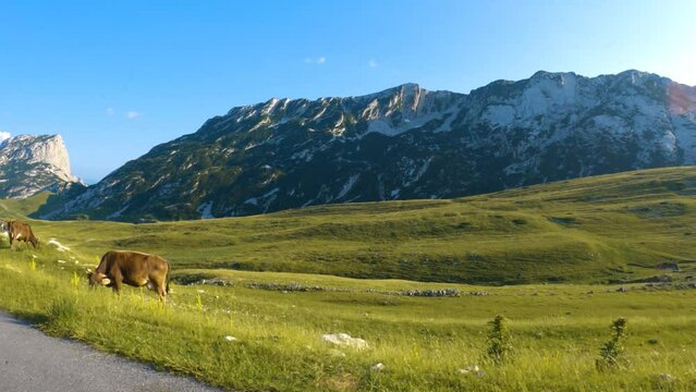 Montenegro. Durmitor National Park. Saddle Pass. A herd of cows grazes on an alpine meadow. Mountain landscape. Filming is being done from a car passing on the road