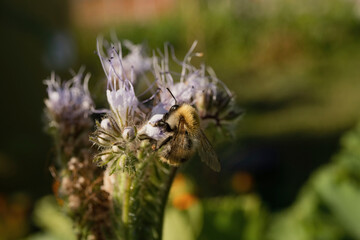 Honey bee on a lilac flower