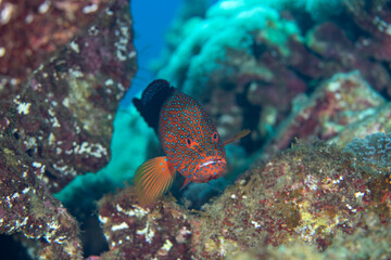 小笠原　カシワハナダイ
