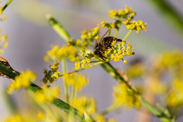 bee on yellow flower