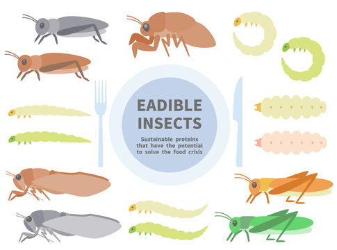 食べられる昆虫のイラストセット