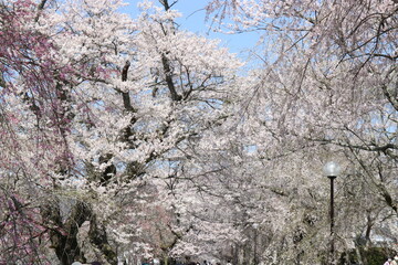 春　徳佐八幡宮　桜　しだれ桜