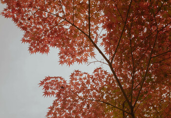 紅葉し始めた紅葉