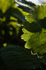 Green leaf with dew drops early in the morning