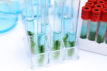 sea grapes and simple plant experiments biology in the laboratory