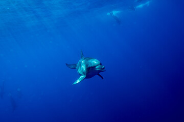 Fototapeta premium 小笠原 ミナミハンドウイルカ