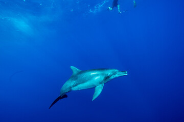 小笠原　ミナミハンドウイルカ