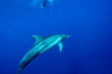 小笠原　ミナミハンドウイルカ