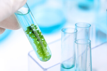 sea grapes and simple plant experiments biology in the laboratory