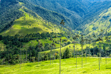 views of cocora valley and its tall palm trees - obrazy, fototapety, plakaty