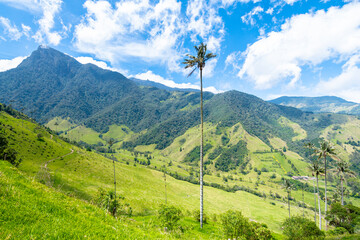 views of cocora valley and its tall palm trees