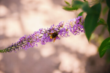 A bee collecting pollen from a purple budlea, or budlea flower, also known as a butterfly bush.A beautiful bush in the garden.