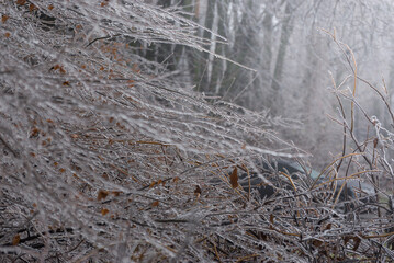 Frosted branches, covered by ice. Winter seasonal background. Selective focus image of beautiful nature.