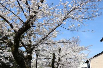 一の坂川、桜、山口県、山口市