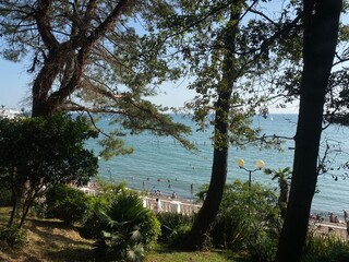 trees on the beach