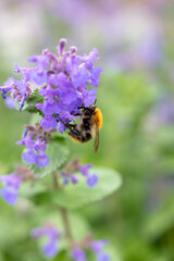 A bumblebee feeding on Fireweed flowers